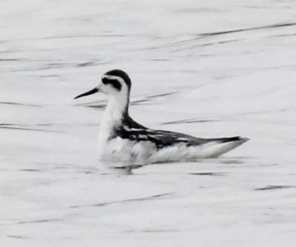 Red-necked Phalarope - Photo by Van Remsen