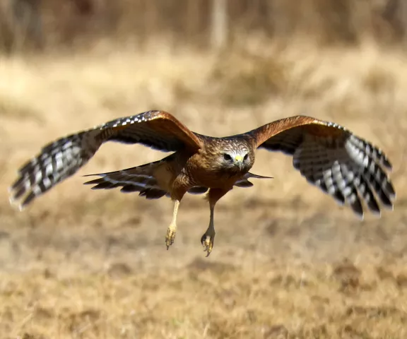 Red-shouldered Hawk - Photo by Vicki Sensat