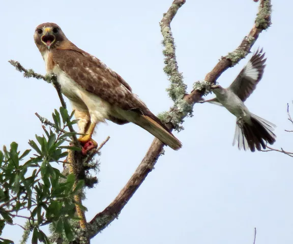 Red-tailed Hawk (snake) - Photo by Vicki Sensat