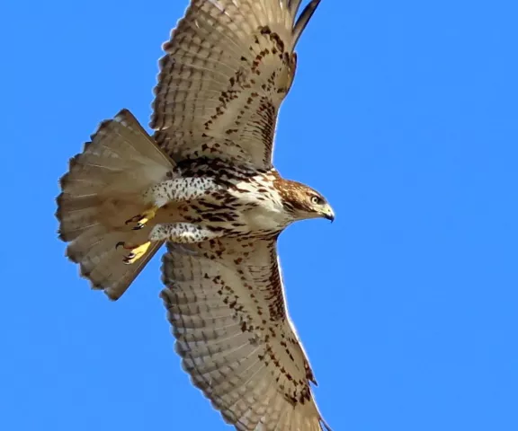 Red-tailed Hawk - Photo by Vicki Sensat