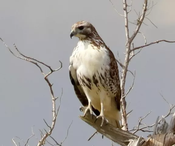 Red-tailed Hawk - Photo by Vicki Sensat