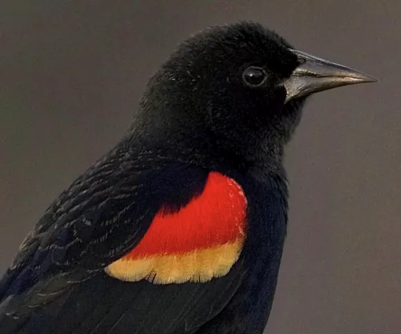 Red-winged Blackbird - Photo by Tom Finnie