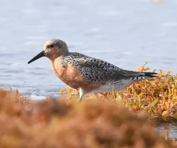 Red Knot - Photo by Erik Johnson