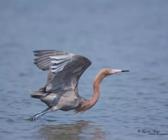 Reddish Egret - Photo by Rickey Aizen