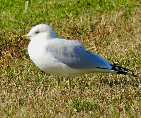 Ring-billed Gull - Photo by Van Remsen