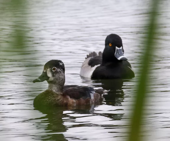 Ring-necked Duck - Photo by Brad Price