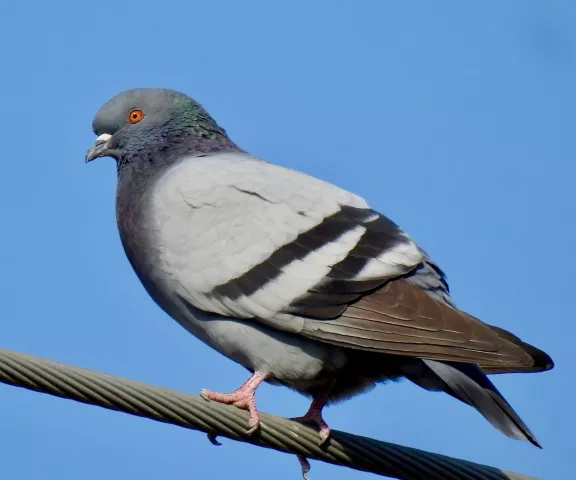 Rock Pigeon - Photo by Van Remsen