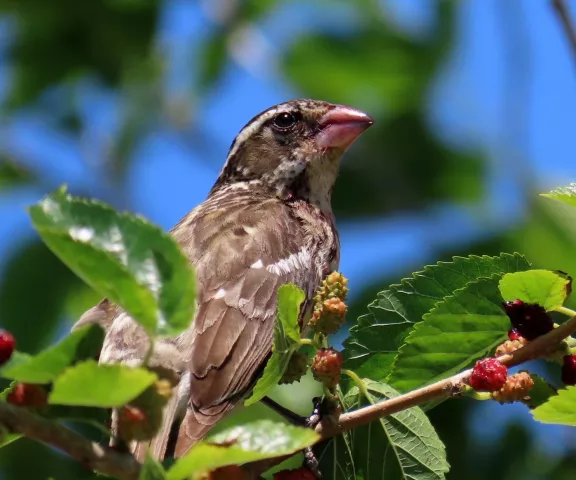 Rose-breasted Grosbeak (female) - Photo by Vicki Sensat