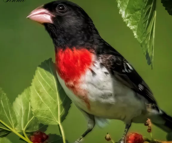 Rose-breasted Grosbeak - Photo by Tom Finnie