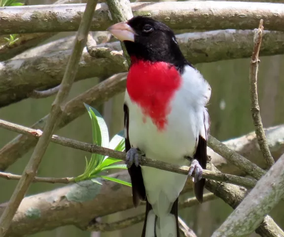 Rose-breasted Grosbeak - Photo by Vicki Sensat