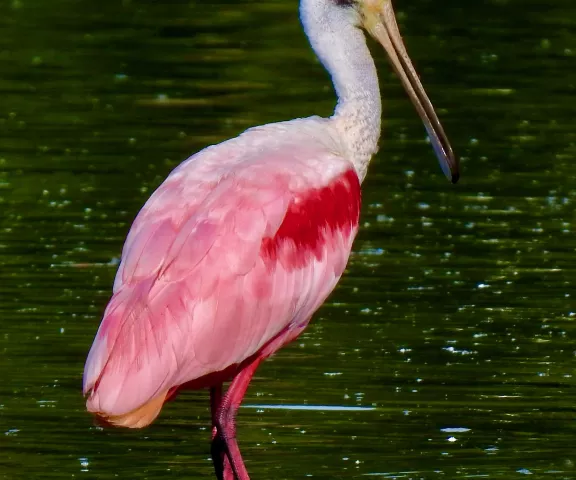 Roseate Spoonbill - Photo by Van Remsen