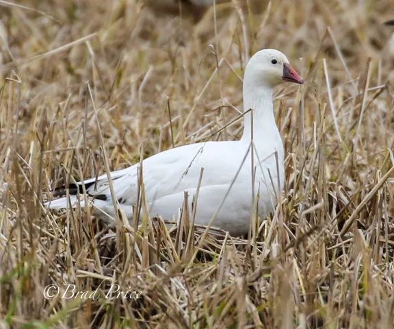 Ross's Goose - Photo by Brad Price