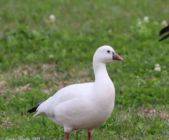 Ross's Goose - Photo by Nancy Newport Ellington