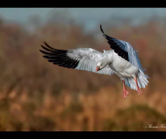 Ross's Goose - Photo by Tom Finnie