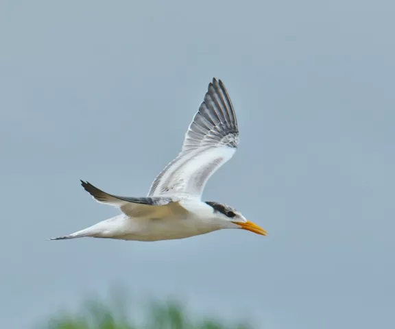 Royal Tern - Photo by Erik Johnson