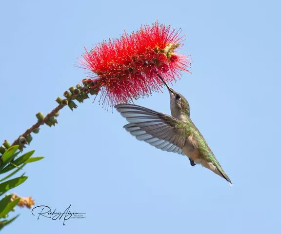 Ruby-throated Hummingbird - Photo by Rickey Aizen