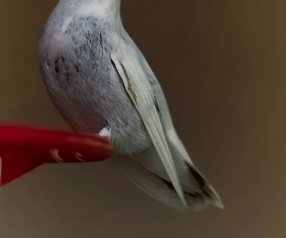 Ruby-throated Hummingbird (leucistic) - Photo by Tom Finnie