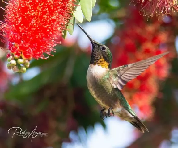 Ruby-throated Hummingbird - Photo by Rickey Aizen