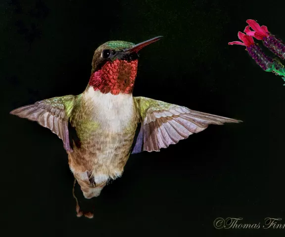 Ruby-throated Hummingbird - Photo by Tom Finnie