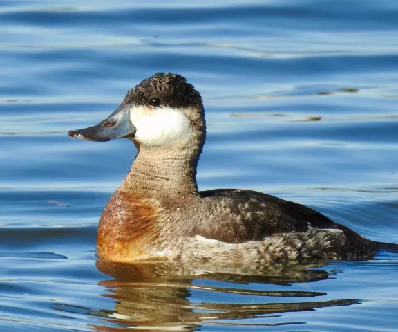 Ruddy Duck - Photo by Van Remsen