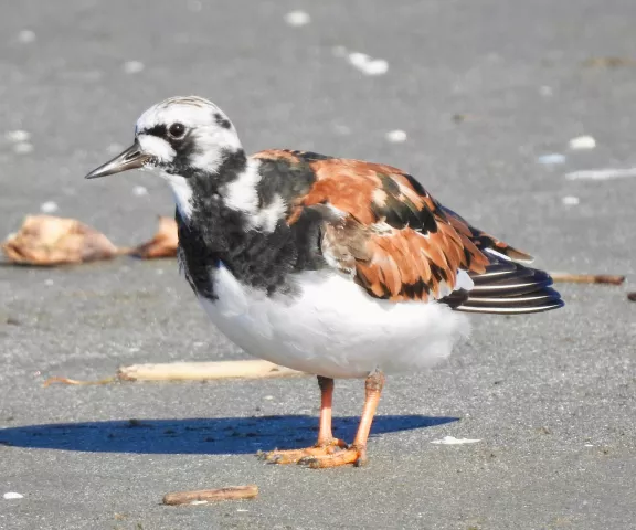 Ruddy Turnstone - Photo by Van Remsen