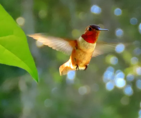 Rufous Hummingbird - Photo by Vicki Sensat