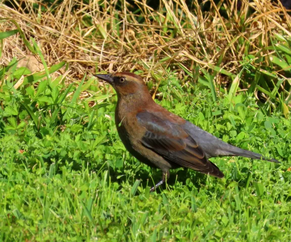 Rusty Blackbird - Photo by Vicki Sensat