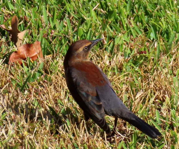 Rusty Blackbird - Photo by Vicki Sensat