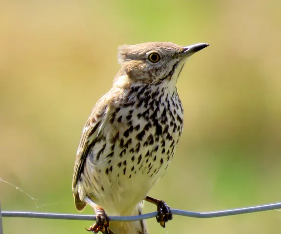 Sage Thrasher - Photo by Vicki Sensat