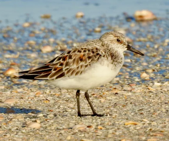 Sanderling - Photo by Van Remsen