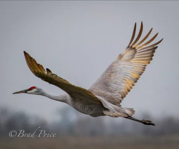 Sandhill Crane - Photo by Brad Price