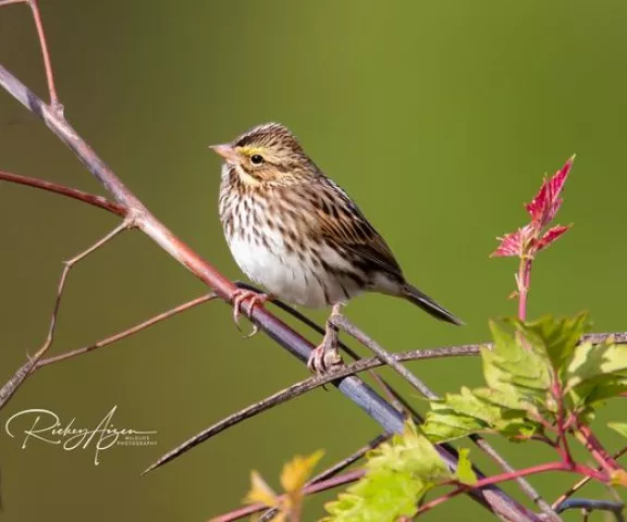 Savannah Sparrow - Photo by Rickey Aizen