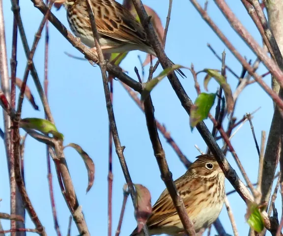 Savannah Warbler and Vesper Sparrow - Photo by Van Remsen