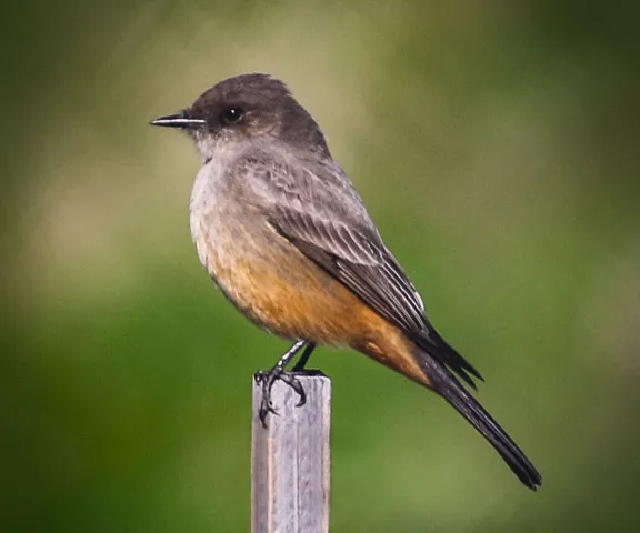 Say's Phoebe - Photo by Brad Price