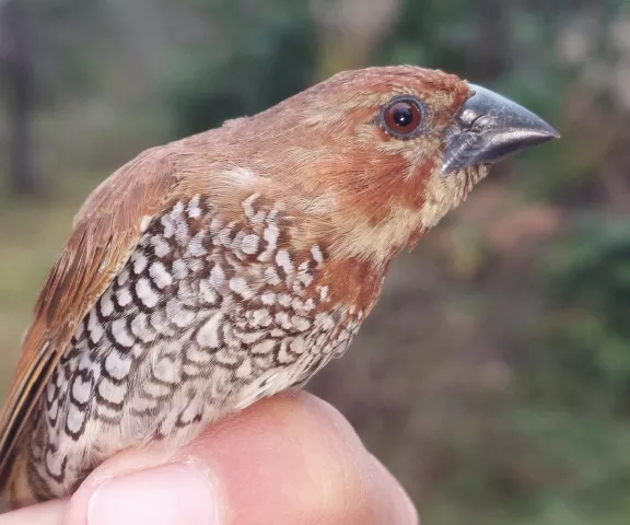 Scaly-breasted Munia - Photo by Erik Johnson