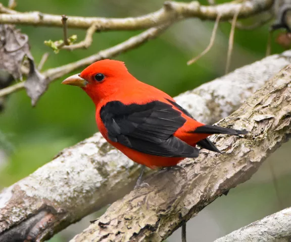 Scarlet Tanager - Photo by Erik Johnson