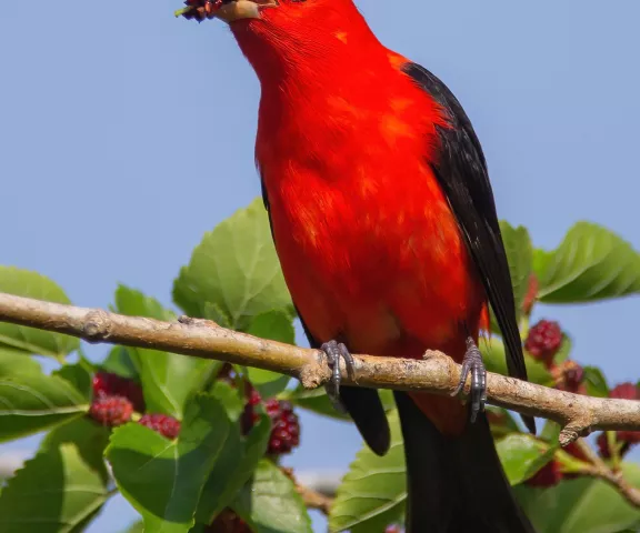 Scarlet Tanager - Photo by Rickey Aizen