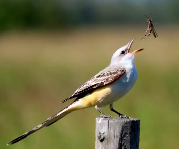 Scissor-tailed Flycatcher - Photo by Vicki Sensat