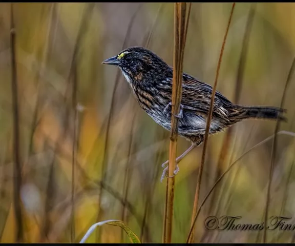 Seaside Sparrow - Photo by Tom Finnie