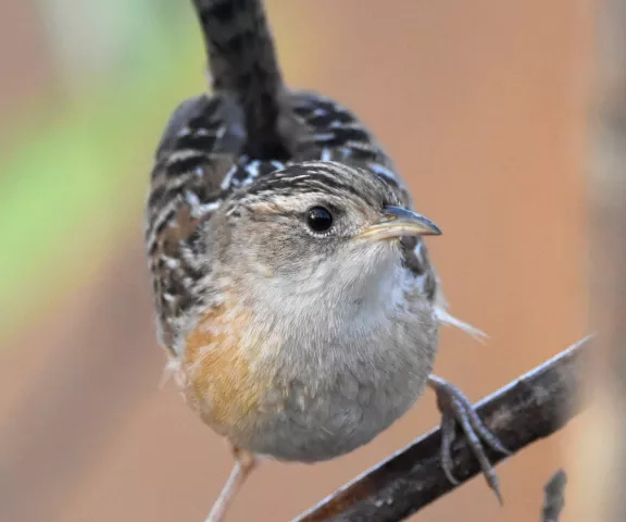 Sedge Wren - Photo by Erik Johnson