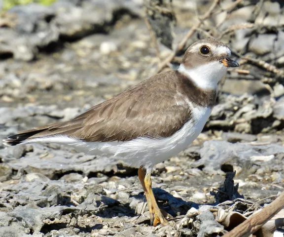 Semipalmated Plover - Photo by Van Remsen