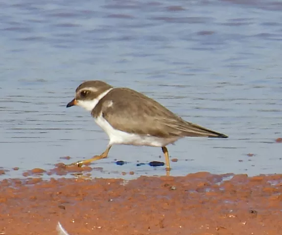 Semipalmated Plover - Photo by Van Remsen