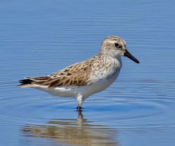 Semipalmated Sandpiper - Photo by Van Remsen