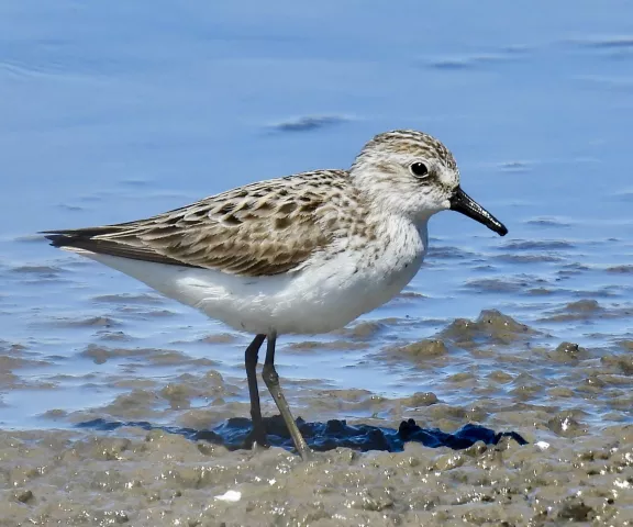 Semipalmated Sandpiper - Photo by Van Remsen