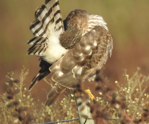 Sharp-shinned Hawk - Photo by Van Remsen