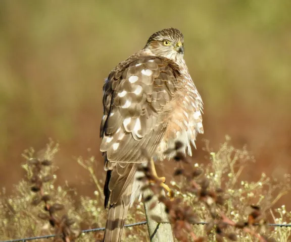 Sharp-shinned Hawk - Photo by Van Remsen