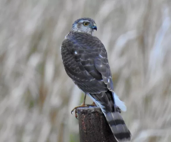 Sharp-shinned Hawk - Photo by Van Remsen