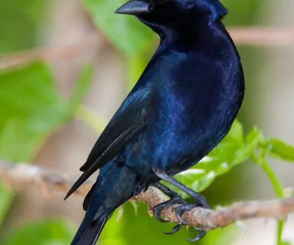 Shiny Cowbird - Photo by RIckey Aizen