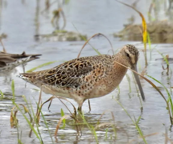 Short-billed Dowitcher - Photo by Van Remsen