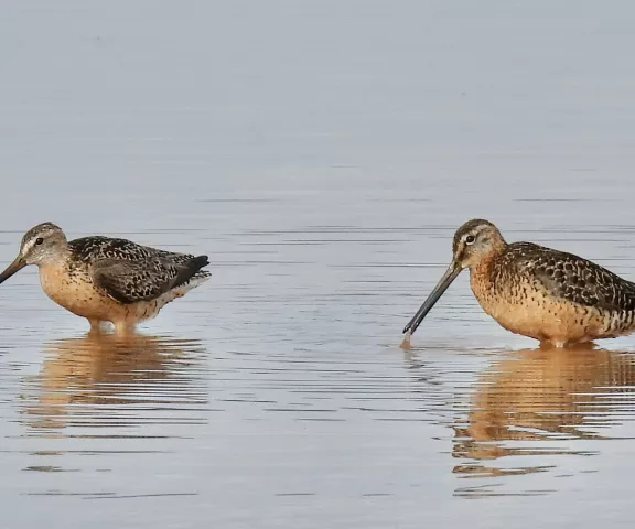 Short-billed Dowitcher - Photo by Van Remsen